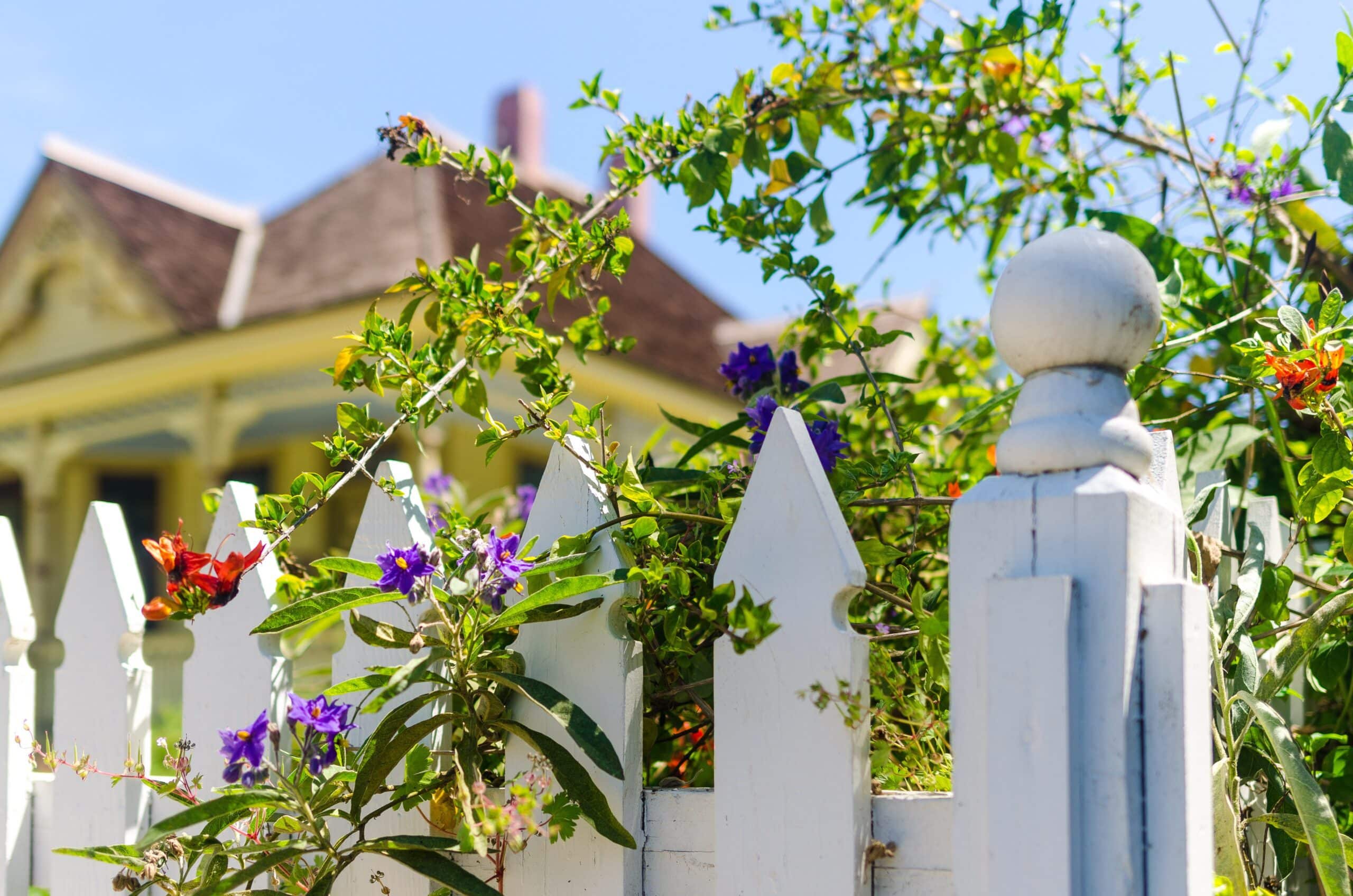 white picket fence with green vines and flowers an 2023 11 27 04 50 58 utc scaled #1 Best Fence Company in Dallas | Spring Creek Fence